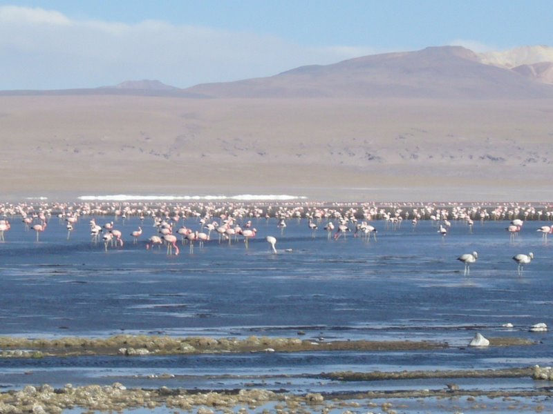 Travel - Bolivia - Salar De Uyuni - Laguna 4